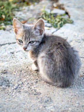 Yerde oturan küçük gri kedi yavrusu