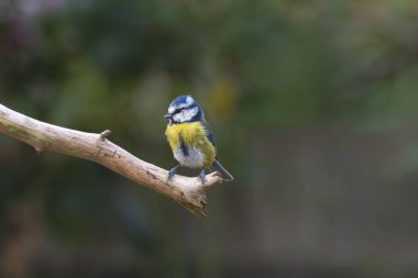 Küçük mavi ve sarı kuş sessizce tünedi.