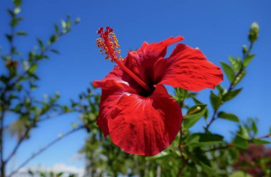 Bahçedeki kırmızı amber çiçeği, yaklaş.