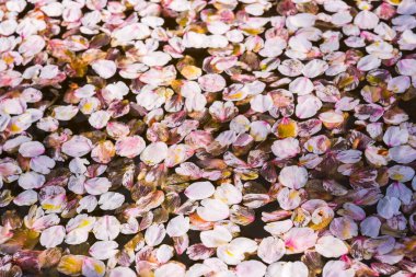 Pink and white flower petals floating