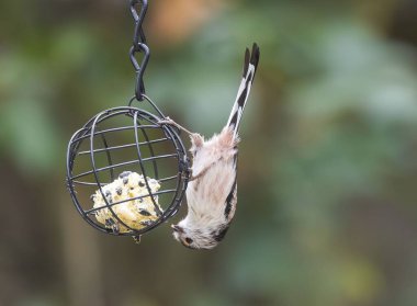 Kuş baş aşağı asılı, besleyiciden yiyor.