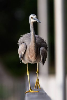 Heron tırabzanda duruyor.
