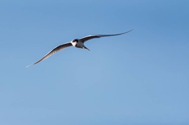 Kuş zarif bir şekilde süzülüyor açık mavi gökyüzüne karşı