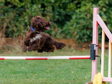 Köpek çeviklik engel atlama