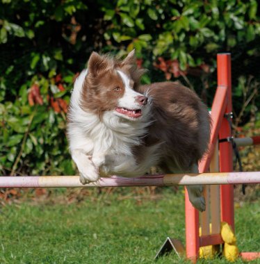 Köpek parkta çeviklik engelinin üzerinden atlıyor