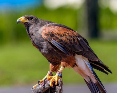 Şahin tahta direğe tünemiş.