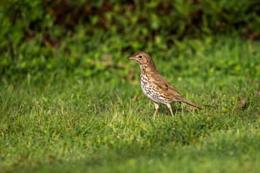 Kuşlar yeşil çimlerde yürüyor