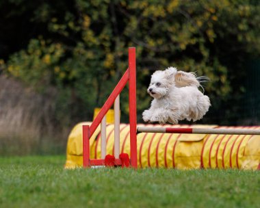Köpek çeviklik engelinin üzerinden atlıyor