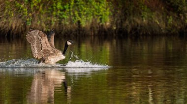 Kaz havalanırken su sıçrıyor.