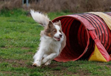 Köpek çimlerin üzerinde çeviklik tünelinde koşuyor.