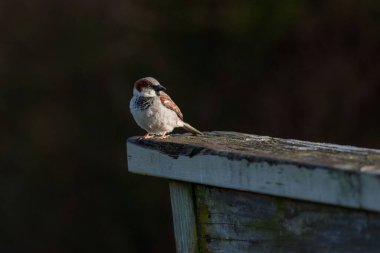 Tahta korkuluklara tünemiş küçük kuş.