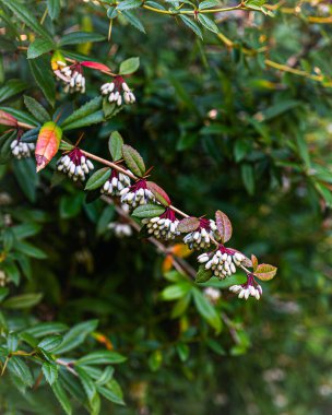 Beyaz yapraklı ve yeşil yapraklı renkli çiçek dalları.