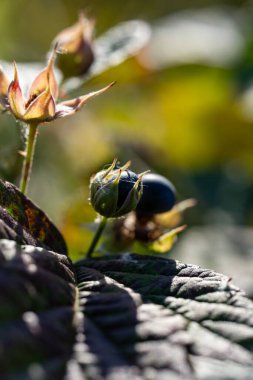 Bitki tomurcuklarını ve yapraklarını kapatın.