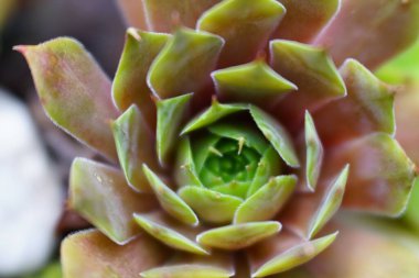 Closeup of succulent plant showing green and pink leaves