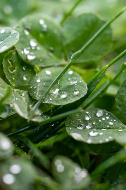 Green leaves covered with water droplets in nature