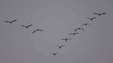 V şeklinde uçan kuş sürüsü