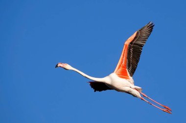 beautiful pink flamingos flying in blue sky