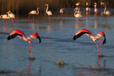 large flock of flamingos in pond during sunset