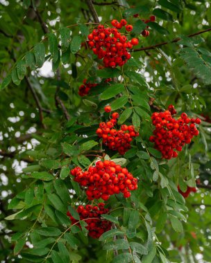 Clusters of bright red berries hanging from green leaves