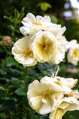 close up view of white roses on bush in garden 
