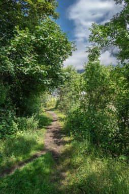 Ormanda yeşil ağaçlarla dolu güzel bir patika