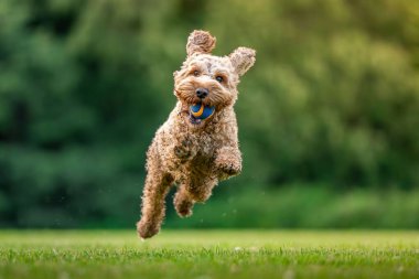 Şirin bir köpeğin portresi.