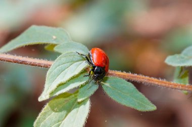 Kırmızı böcek yeşil yaprakta dinleniyor.