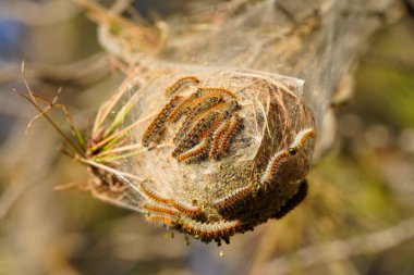 Perdeli yuvaya yuva yapmış tırtıllar.