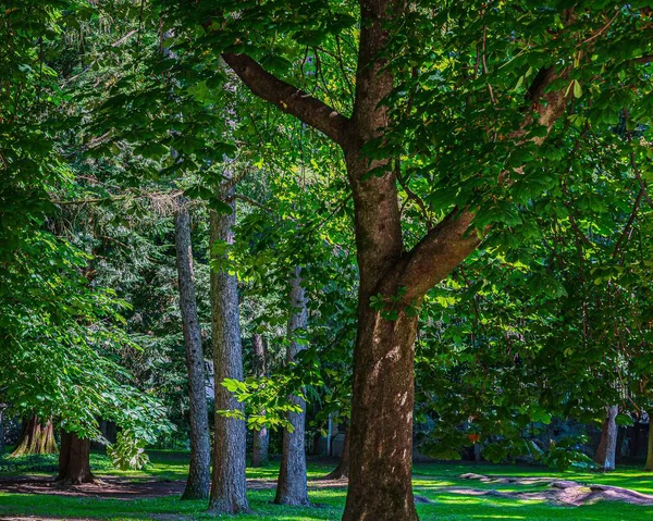 Tall trees surrounded by lush green foliage in park