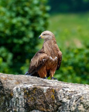 Kahverengi kartal yeşil arkaplan ile taşın üzerinde duruyor
