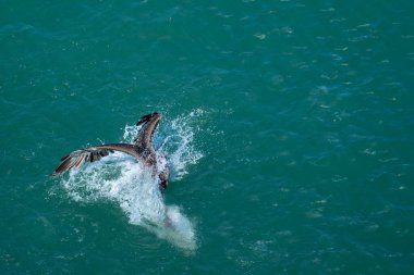 İki yunus oyun oynarken mavi okyanus sularını aşıyor..