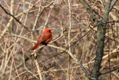 Parlak kırmızı kardinal ağaçların arasındaki ince dallara tünemişti.