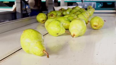 Freshly Harvested Green Pears on a Sorting Conveyor Belt