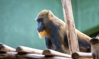 Tahta Yapının Üzerinde Oturan Bir Mandrill Maymunun Yan Profili