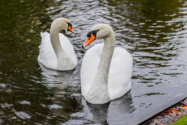 İki kuğu sakin suda zarifçe yüzüyor ve yansımaları görülebiliyor.