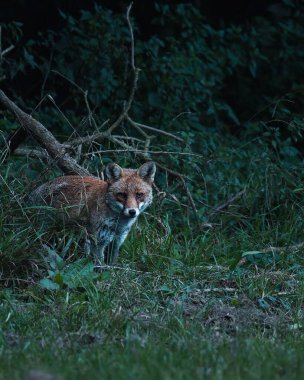 Tilki, alacakaranlık saatlerinde çalıların altında sessizce duruyor.