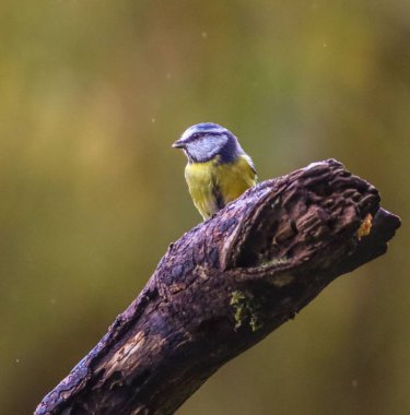 Renkli küçük bir kuş, doğal çevredeki koyu ahşap bir dala tünemiş.
