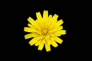 Siyah arka planda taç yaprağı detaylarıyla canlı sarı çiçeğin yakın plan görüntüsü