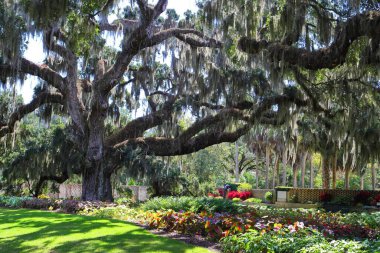 Bahçedeki renkli çiçeklerle çevrili geniş dalları olan büyük bir meşe ağacı.