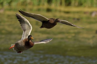 Arka planda yeşil bitki örtüsü olan sakin bir göletin üzerinde uçan iki ördek.
