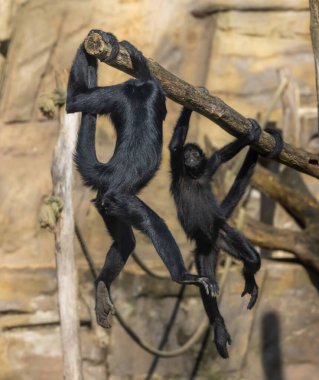 Doğal ortamdaki bir dala asılı iki siyah maymun.