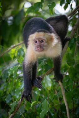 Beyaz yüzlü Capuchin Yeşil bir ağaca tünemiş maymun