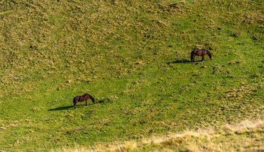 İki büyük kahverengi hayvan yemyeşil yamaçta yemyeşil bitki örtüsünün ortasında otluyor.