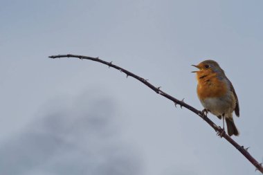 Küçük kuş ince bir dala tünemiş, bulutlu gökyüzüne karşı şarkı söylüyor
