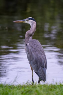 Büyük mavi balıkçıl durgun suyun yanında narin duruyor.