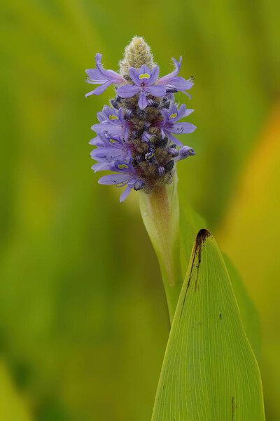 Close-up of a Purple Pickerelweed Spike Flower and Leaf