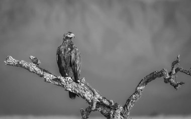 Kuş çıplak ağaç dalına tünemiş siyah beyaz