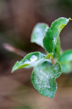Closeup green leaves with water droplets on them