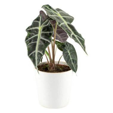 Potted plant with large green leaves indoors