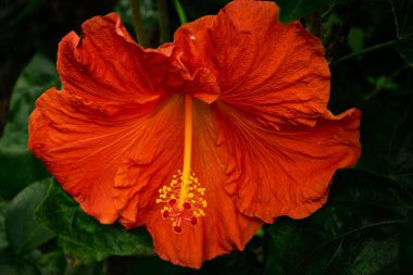 Vibrant orange hibiscus flower blooming in garden
